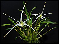Diplocaulobium tentaculata. A species orchid