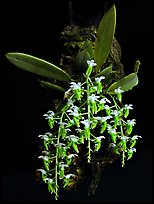 Dipteranthus pellucidus. A species orchid