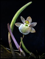 Domingoa kienastii. A species orchid