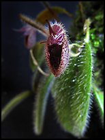 Dressleriella pilossissima. A species orchid