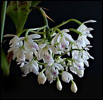 Epidendrum hugomendinae. A species orchid
