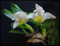Eria reptans 'Matsudai'. A species orchid (color)