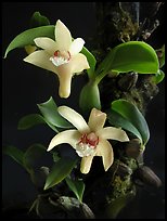 Eria rhombodais. A species orchid