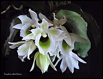 Eurychone rothschildiana. A species orchid ( color)
