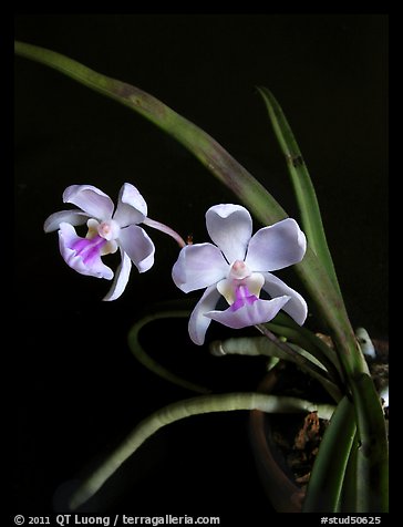 Holcoglossum amesianum. A species orchid