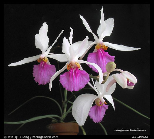 Holcoglossum kimballianum. A species orchid