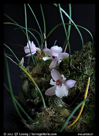 Isabella virginalis. A species orchid (color)