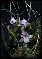Isabella virginalis. A species orchid