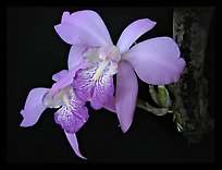 Laelia speciosa. A species orchid