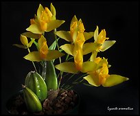 Lycaste aromatica. A species orchid