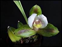 Lycaste macrophylla. A species orchid