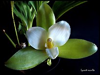 Lycaste occulta. A species orchid