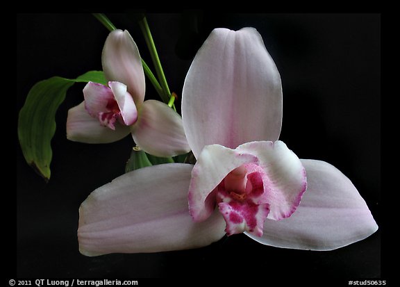 Lycaste skinneri 'Rubrorosea'. A species orchid