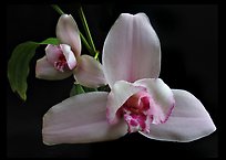 Lycaste skinneri 'Rubrorosea'. A species orchid