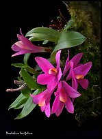 Maccraithea laevifolia. A species orchid ( color)