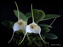 Masdevallia andreettaeana. A species orchid (color)