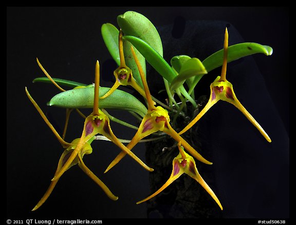 Masdevallia richardsoniana. A species orchid
