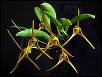 Masdevallia richardsoniana. A species orchid ( color)