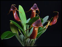 Masdevallia ventricularia. A species orchid ( color)