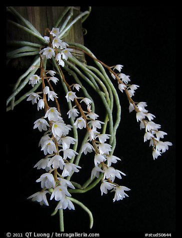Picture/Photo: Microcoelia stolzii. A species orchid