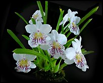 Miltoniopsis phalaenopsis. A species orchid