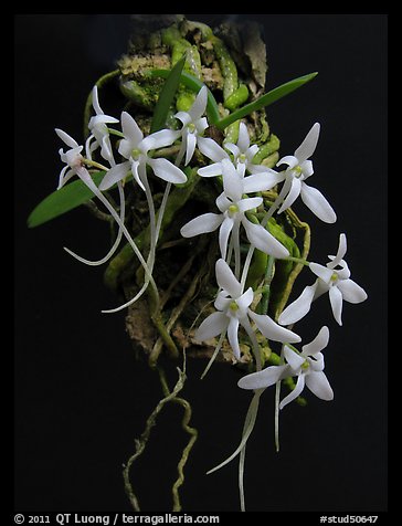 Picture/Photo: Mystacidium venosum. A species orchid