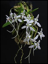 Mystacidium venosum. A species orchid (color)