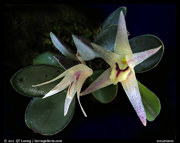 Octomeria estrellensis. A species orchid (color)
