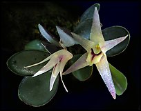 Octomeria estrellensis. A species orchid