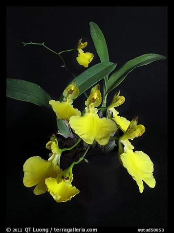 Oncidium concolor. A species orchid