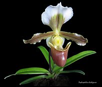 Paphiopedilum barbigerum. A species orchid (color)
