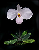 Paphiopedilum delenatii. A species orchid ( color)