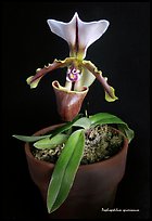 Paphiopedilum spicerianum. A species orchid (color)