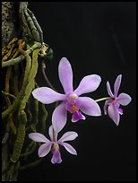 Phalaenopsis hongenensis. A species orchid