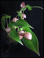 Pleurothallis palliolata. A species orchid (color)