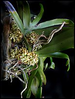 Pomatocalpa brachybotryum. A species orchid
