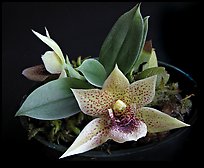 Promemaea rollinstonii. A species orchid ( color)
