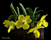 Promenaea xanthina. A species orchid (color)