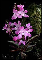 Sarcochilus cecilliae plant. A species orchid (color)