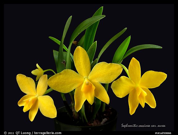 Sophronitis coccinea v. aurea. A species orchid