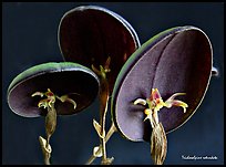 Trichosalpinx rotundata plant. A species orchid ( color)