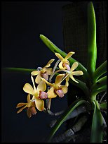 Vanda parviflora. A species orchid ( color)