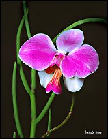 Vanda teres. A species orchid