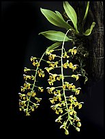 Zygostates lunata. A species orchid