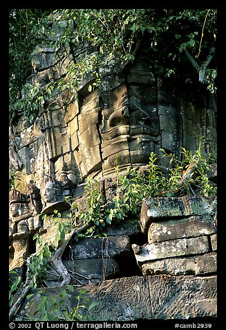 Stone face invaded by vegetation, Angkor Thom complex. Angkor, Cambodia (color)