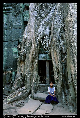 Girl sits at the base of huge bayan tree encroaching on ruins in Ta Prom. Angkor, Cambodia