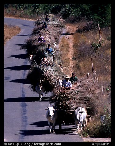 Cow wagons. Mount Popa, Myanmar