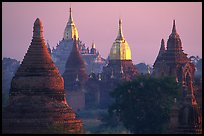 Innumerable temples seen from Mingalazedi. Bagan, Myanmar ( color)