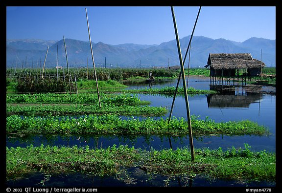 Floating gardens. Inle Lake, Myanmar (color)