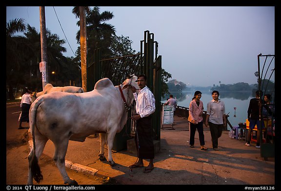 Man with ox and women walking at twilight on Kandawgyi lakeshore. Yangon, Myanmar